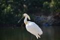 Eurasian Spoonbill or Common Spoonbill or Shovelard